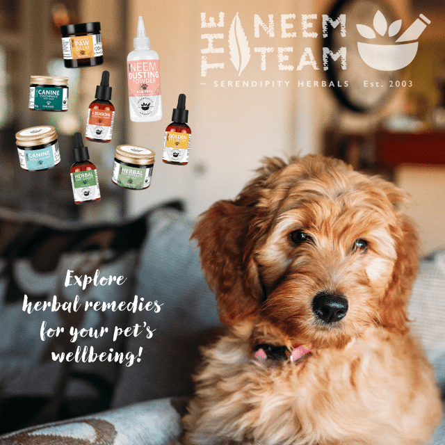 Neem powder hotsell for dogs