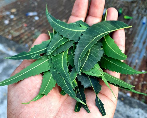 News: Neem and Scabies